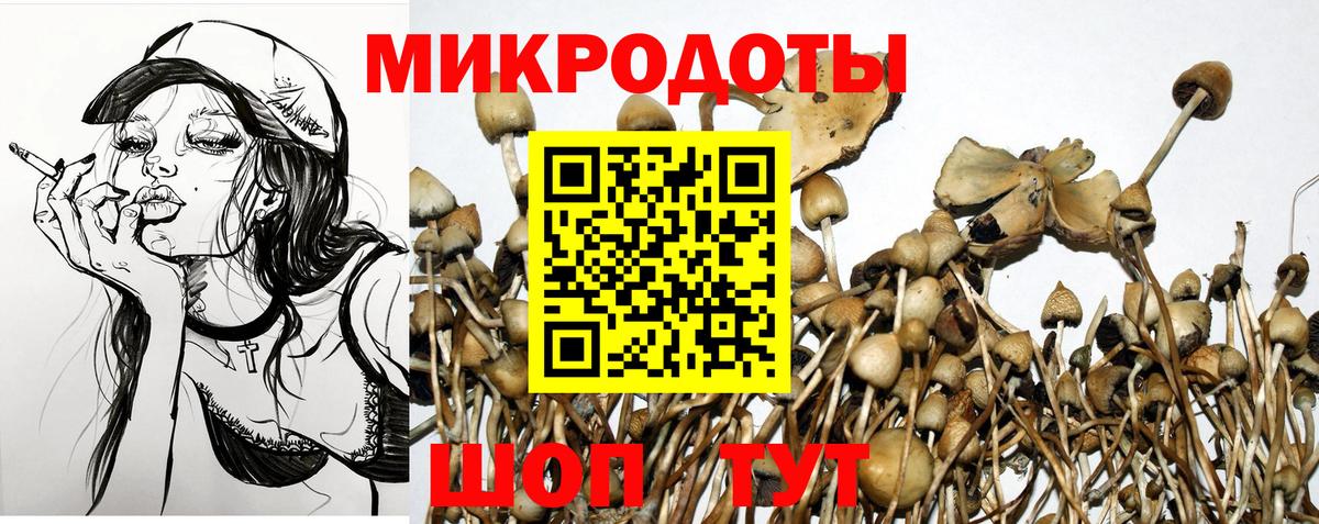Псилоцибиновые грибы Psilocybe Апатиты
